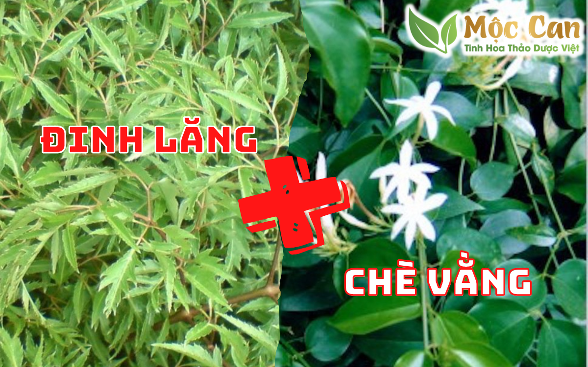 Đinh lăng kết hợp chè vằng: thảo dược vàng trong làng hỗ trợ giấc ngủ 2